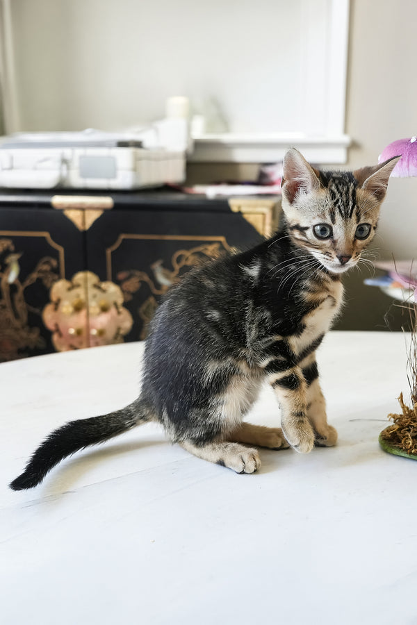 Chloe | Bengal Kitten
