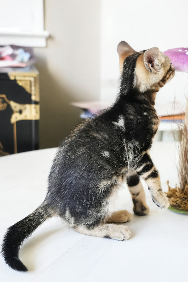 Chloe | Bengal Kitten