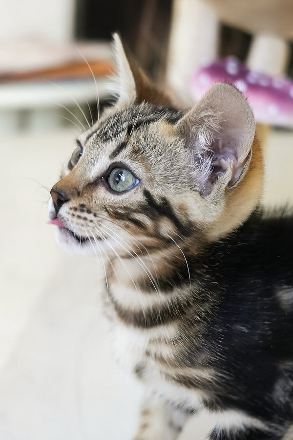 Chloe | Bengal Kitten