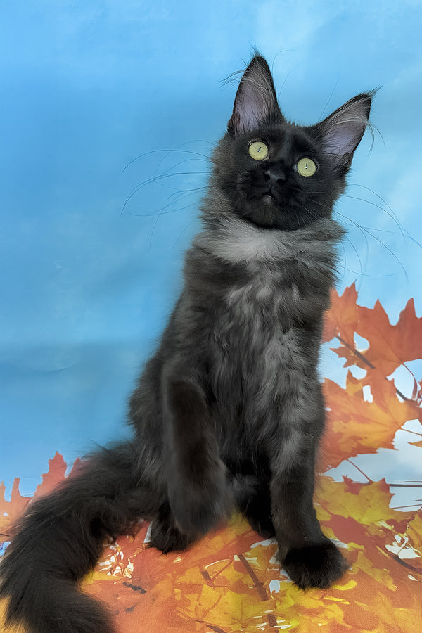 Chloe | Maine Coon Kitten