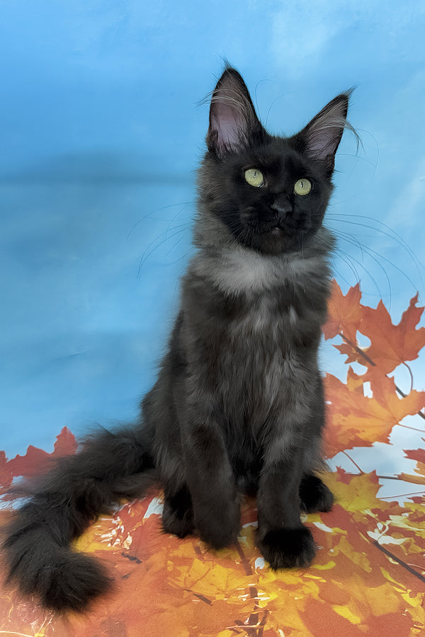 Chloe | Maine Coon Kitten