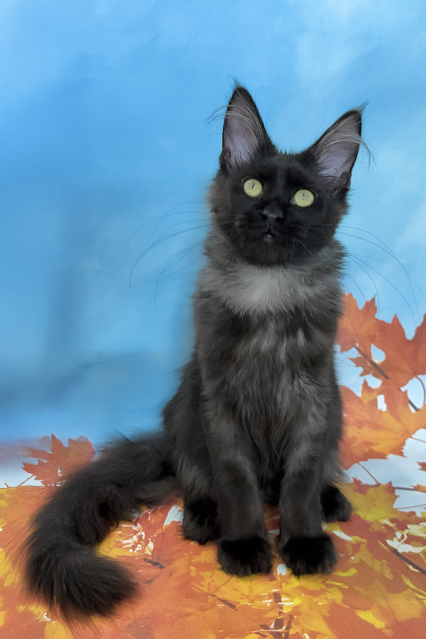 Chloe | Maine Coon Kitten