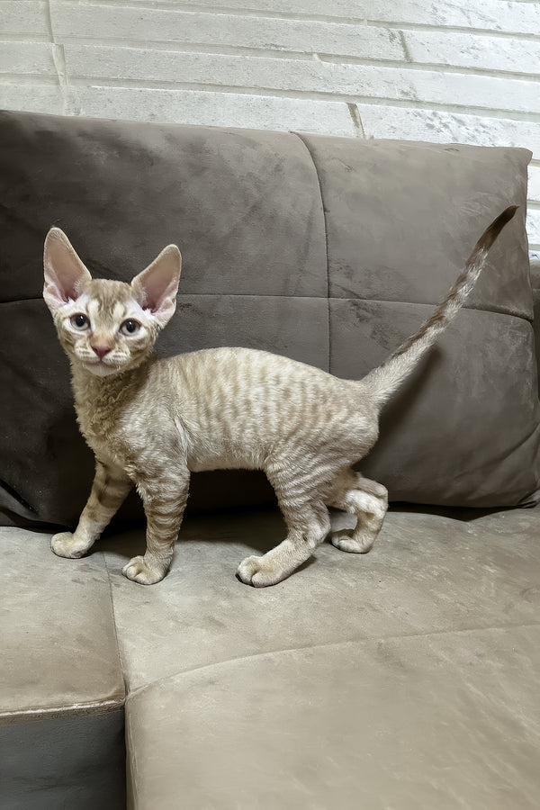 Ciriana | Devon Rex Kitten