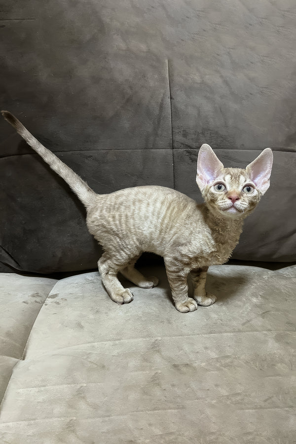 Ciriana | Devon Rex Kitten
