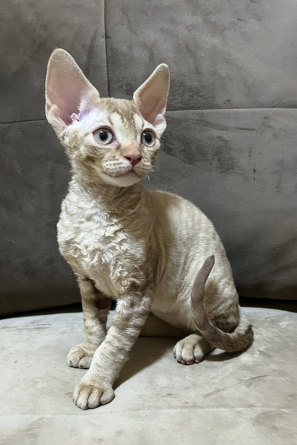 Ciriana | Devon Rex Kitten