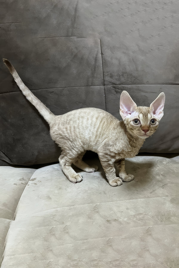Ciriana | Devon Rex Kitten