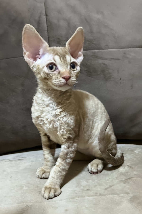 Ciriana | Devon Rex Kitten