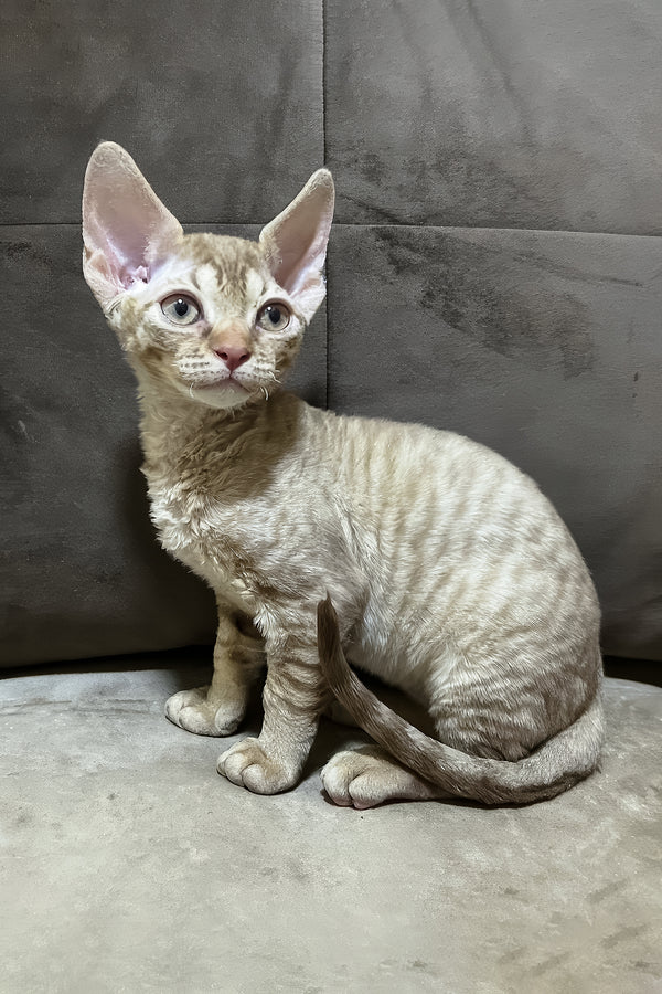Ciriana | Devon Rex Kitten