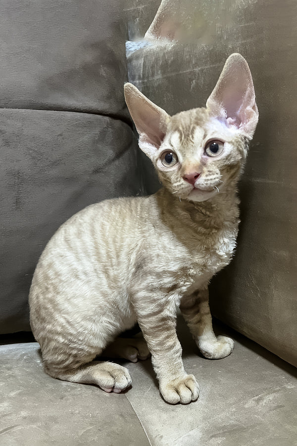 Ciriana | Devon Rex Kitten