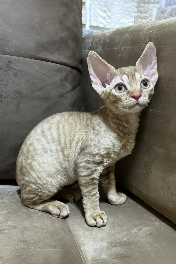Ciriana | Devon Rex Kitten
