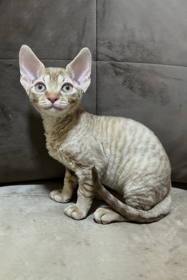 Ciriana | Devon Rex Kitten