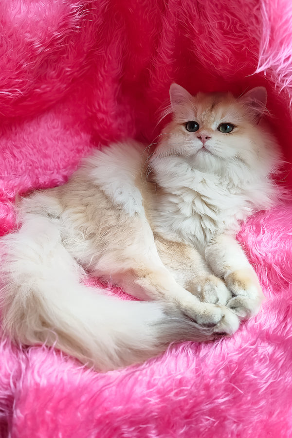 Clara | British Longhair Kitten