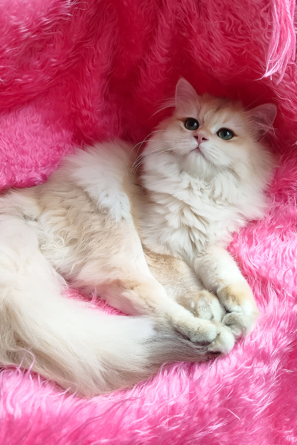 Clara | British Longhair Kitten