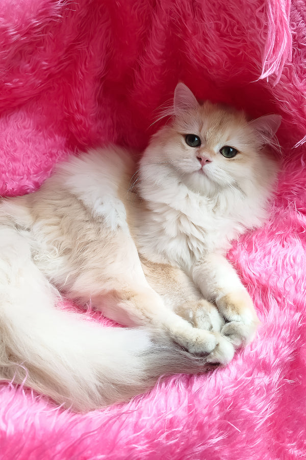 Clara | British Longhair Kitten