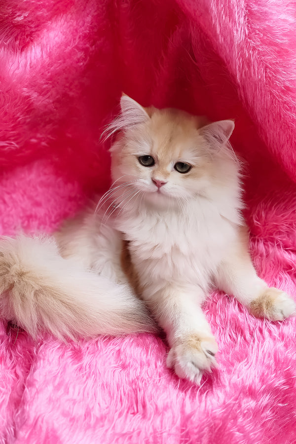 Clara | British Longhair Kitten