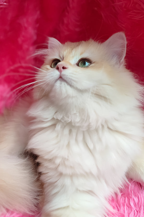 Clara | British Longhair Kitten