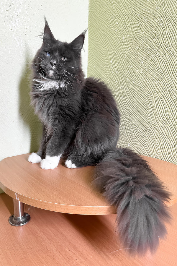 Cloud | Maine Coon Kitten