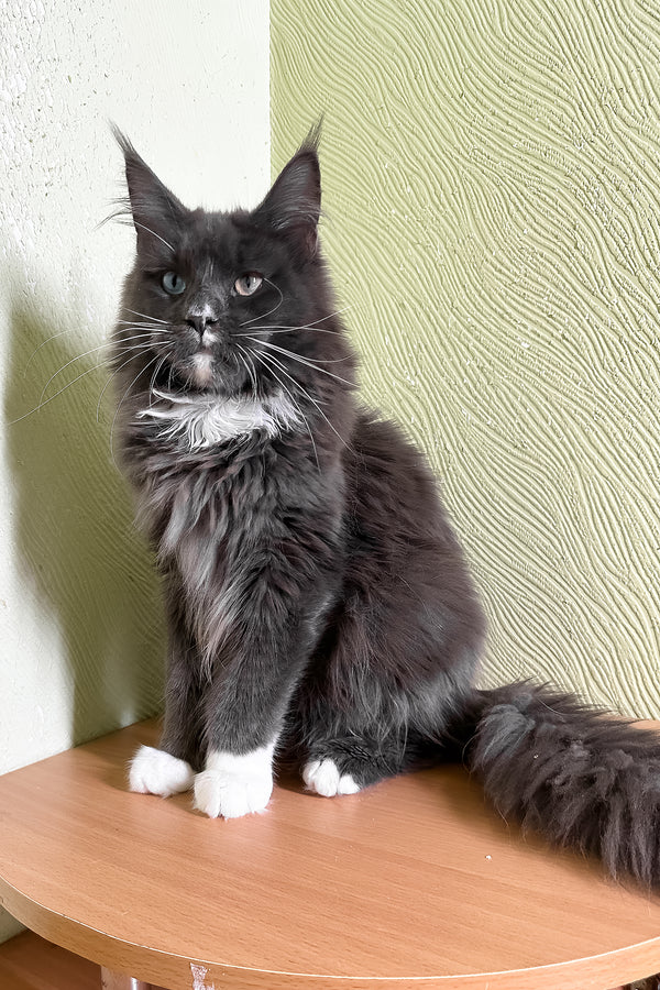 Cloud | Maine Coon Kitten