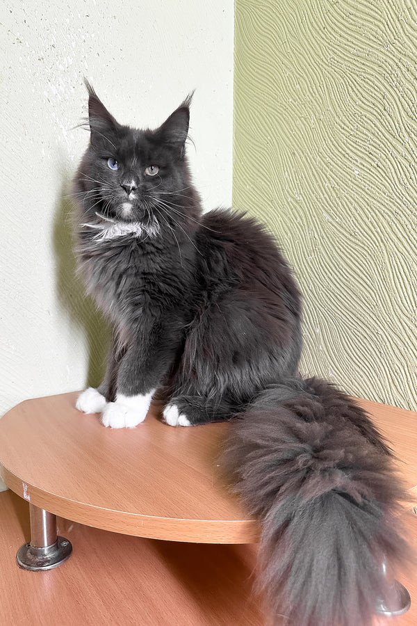 Cloud | Maine Coon Kitten