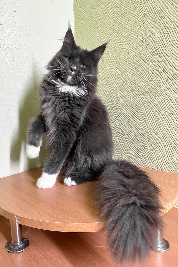 Cloud | Maine Coon Kitten