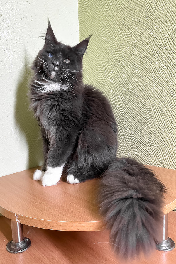 Cloud | Maine Coon Kitten