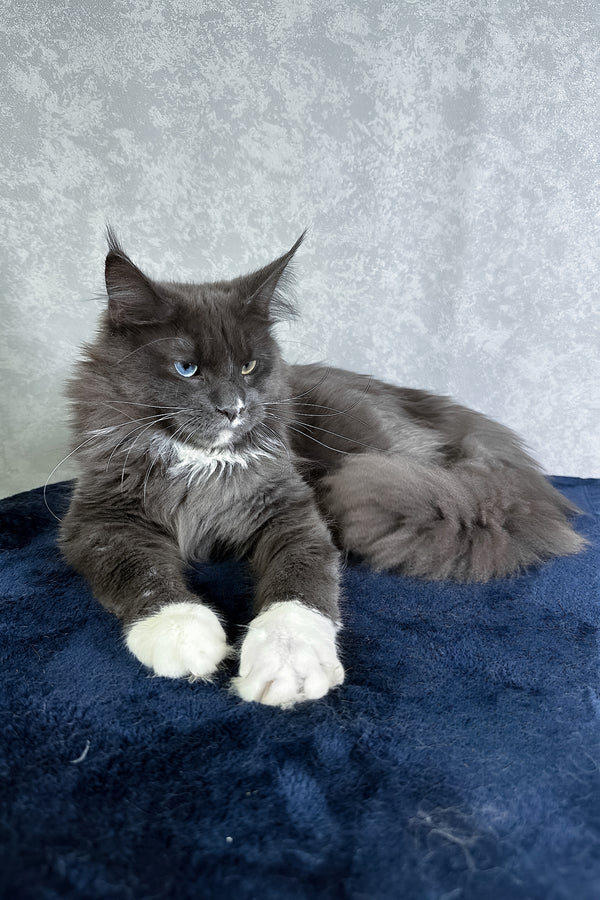 Cloud | Maine Coon Kitten