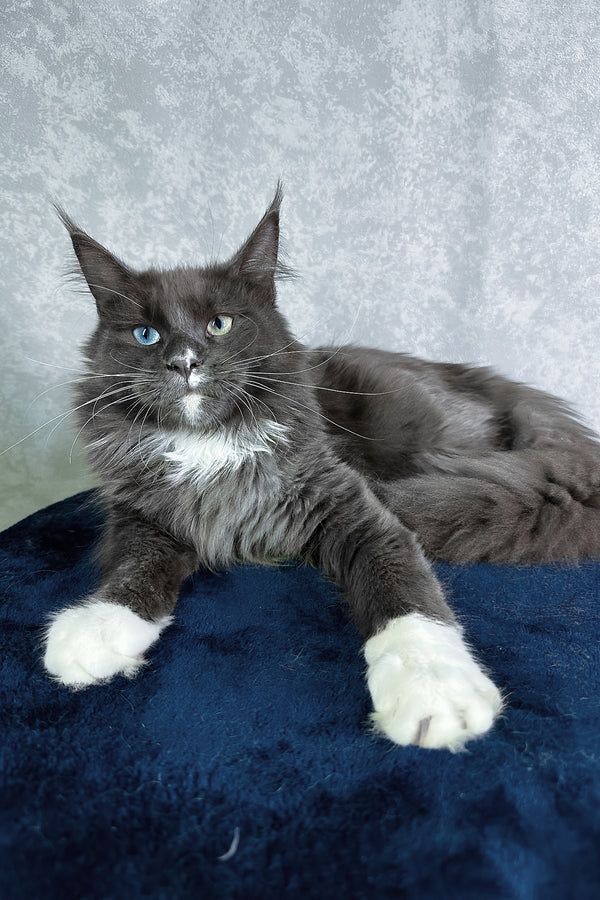 Cloud | Maine Coon Kitten