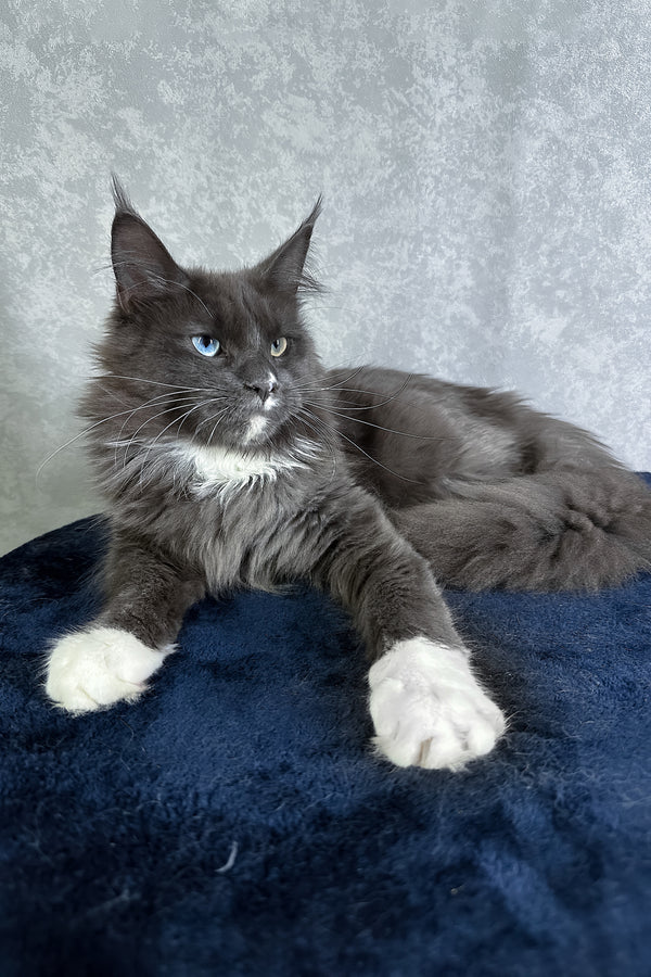 Cloud | Maine Coon Kitten