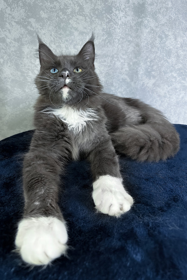 Cloud | Maine Coon Kitten