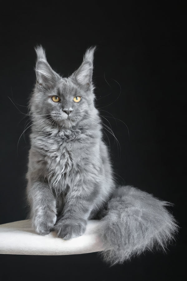 Cloudlet | Maine Coon Kitten