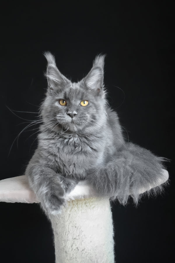 Cloudlet | Maine Coon Kitten