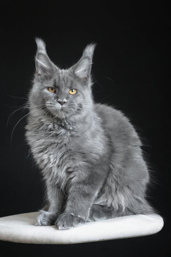 Cloudlet | Maine Coon Kitten
