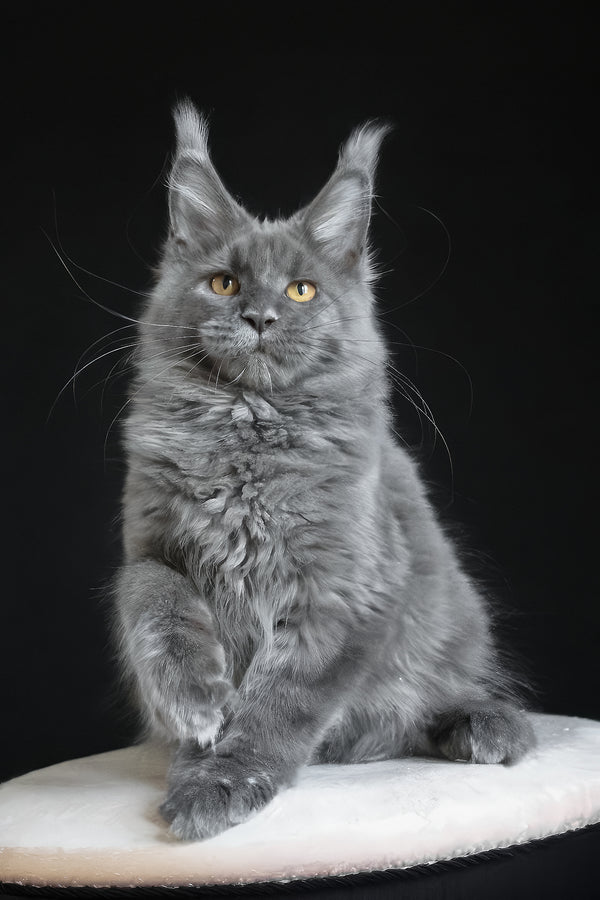 Cloudlet | Maine Coon Kitten