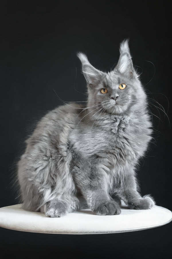 Cloudlet | Maine Coon Kitten