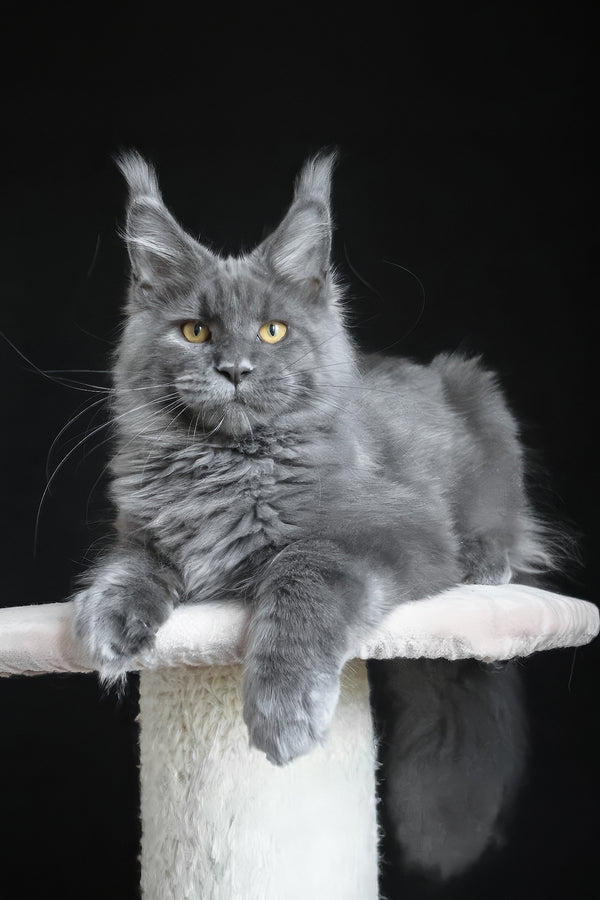 Cloudlet | Maine Coon Kitten