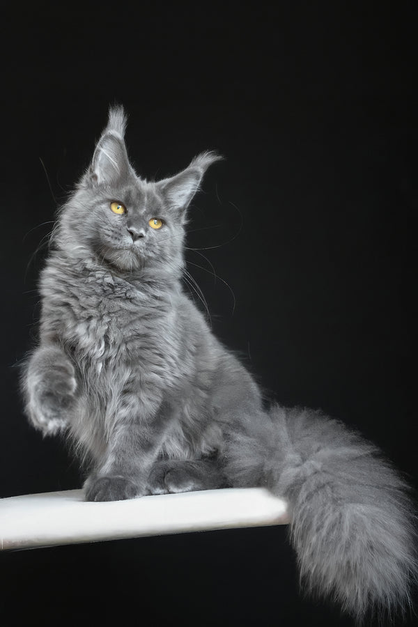 Cloudlet | Maine Coon Kitten