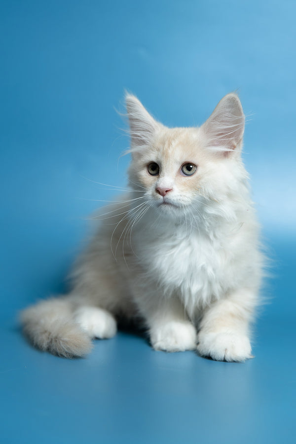 Constantine | Maine Coon Kitten
