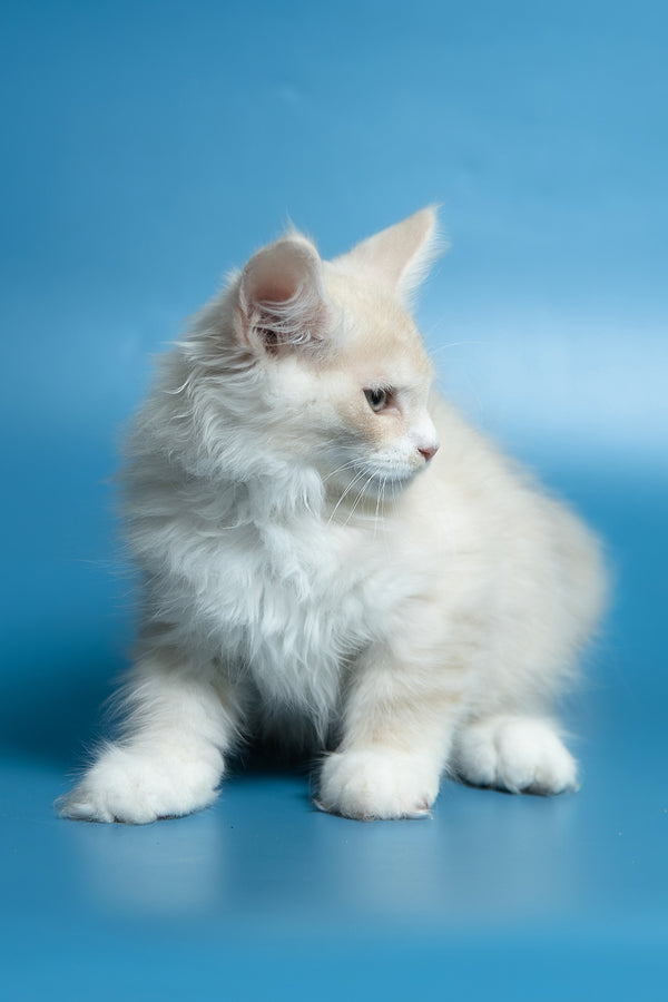 Constantine | Maine Coon Kitten