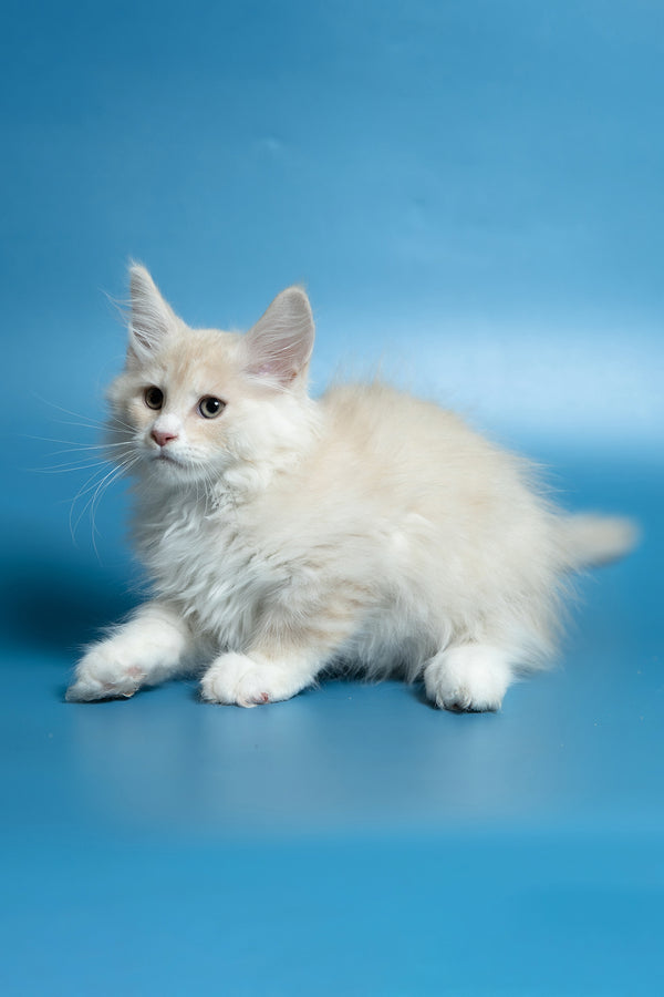 Constantine | Maine Coon Kitten