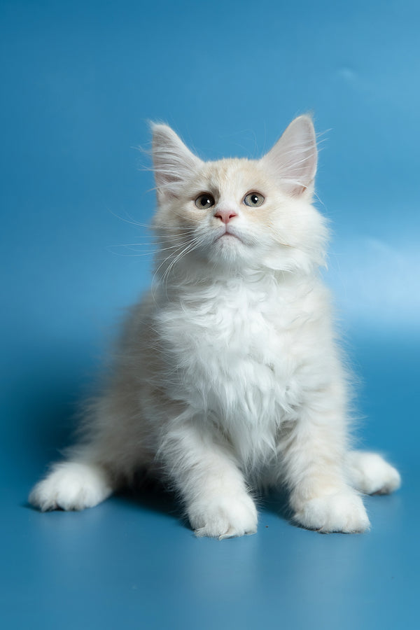 Constantine | Maine Coon Kitten