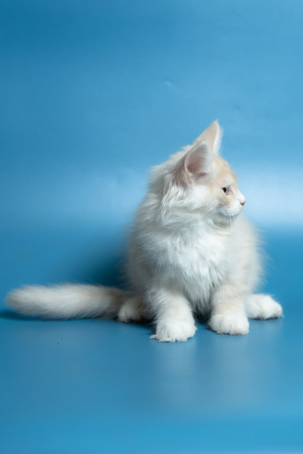 Constantine | Maine Coon Kitten