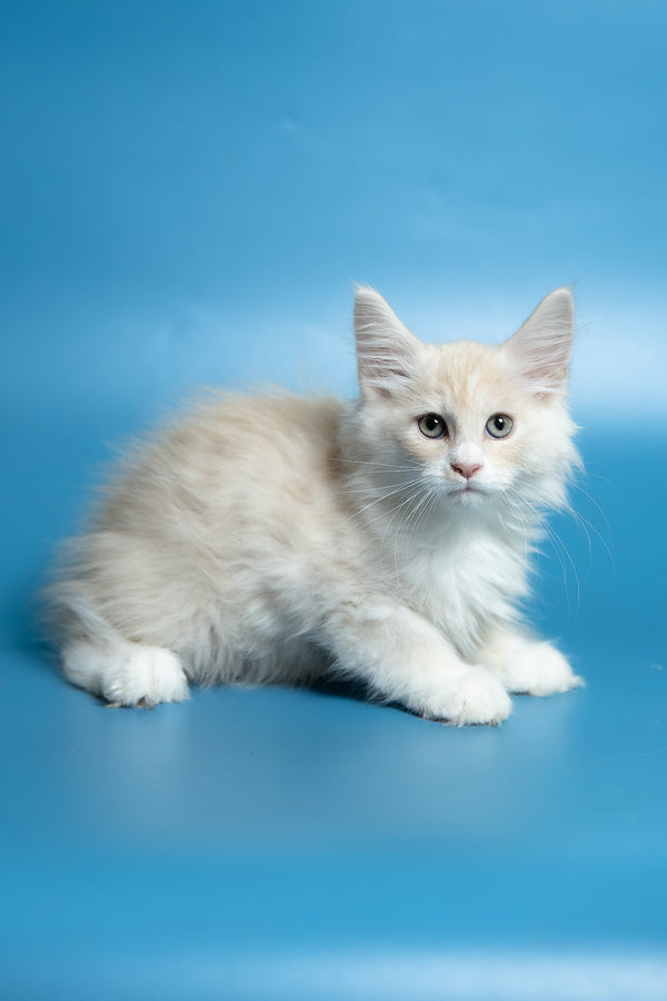 Constantine | Maine Coon Kitten