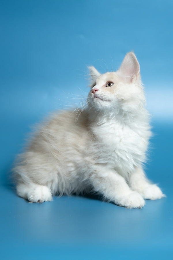 Constantine | Maine Coon Kitten