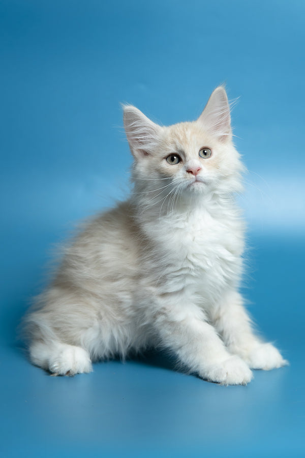 Constantine | Maine Coon Kitten