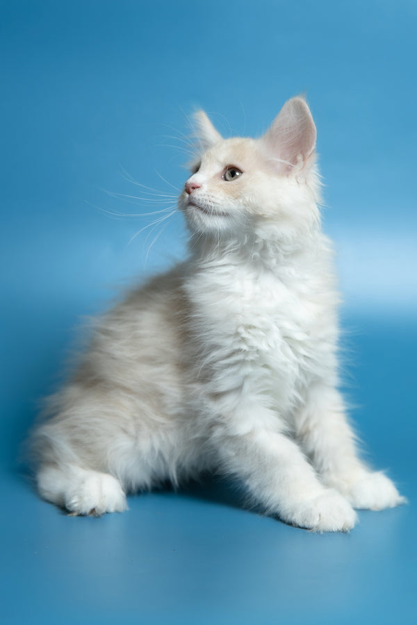Constantine | Maine Coon Kitten