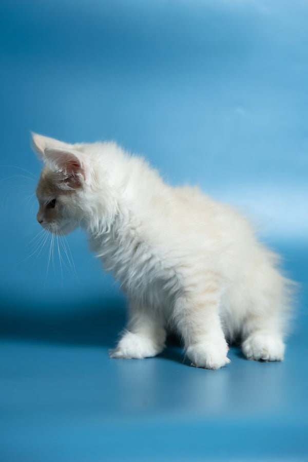 Constantine | Maine Coon Kitten