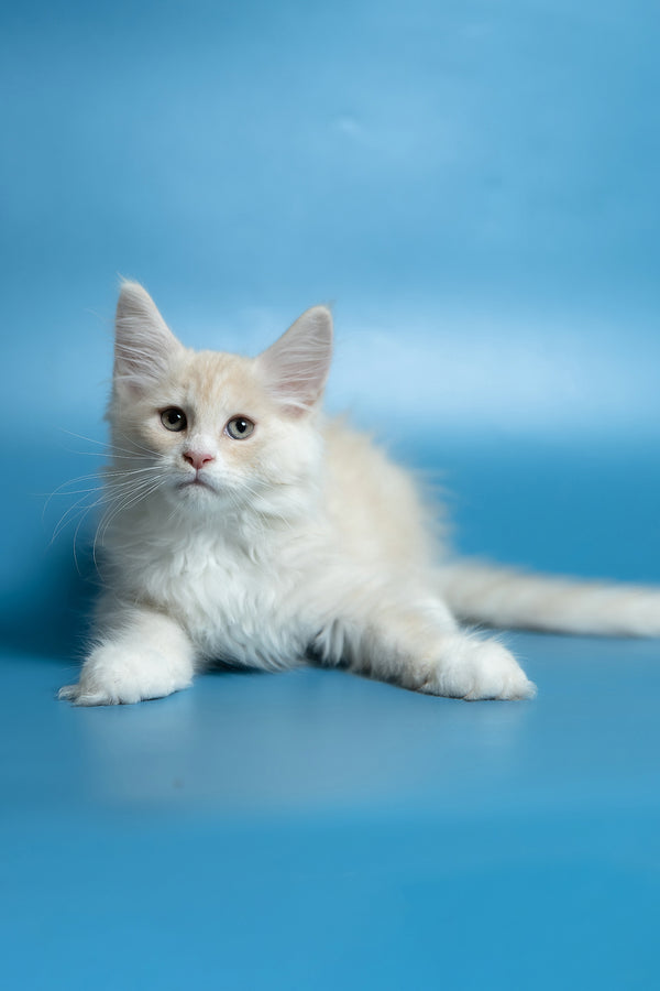 Constantine | Maine Coon Kitten