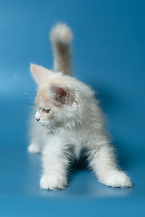 Constantine | Maine Coon Kitten