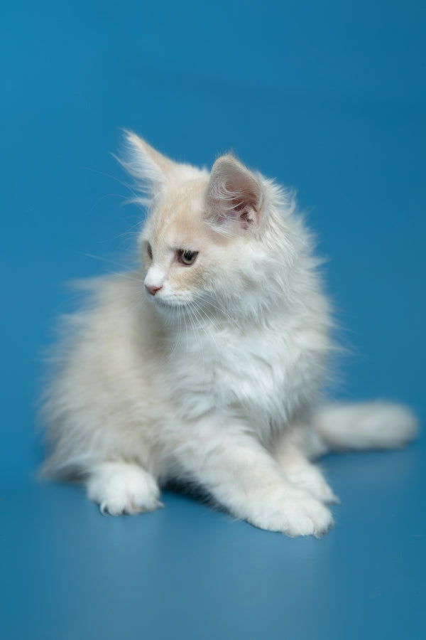 Constantine | Maine Coon Kitten