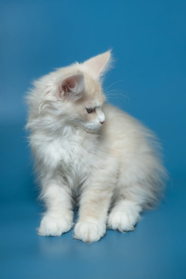 Constantine | Maine Coon Kitten
